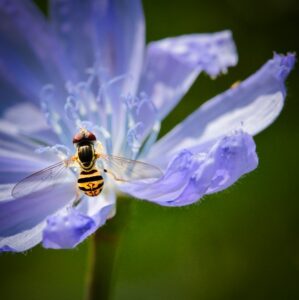 Photo of the Week: A Bug's Life Image